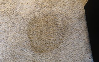 Carpet Pet Stain